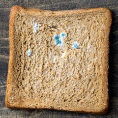 Mold Bread