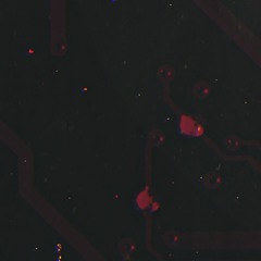 Dead Circuit [CLIP]