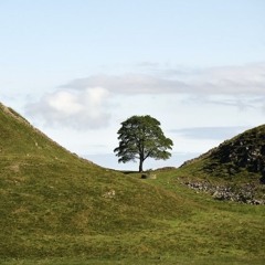 Sycamore Gap Demo 1.