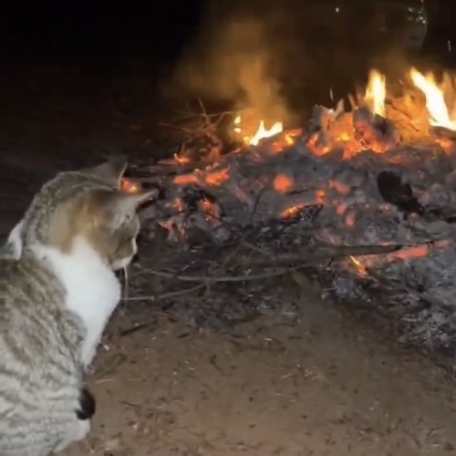 Silver bullet (prod. Scaniel)