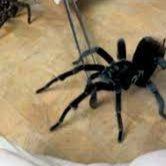 Portal Zacarias Tarantula Maksure Video