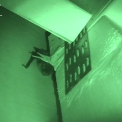 AAAC Wildlife Removal of Texas Gulf Coast - Bat Removal TX Gulf Coast