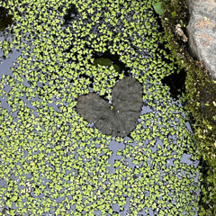 11/20/25 Live at the Airliner birthday mix