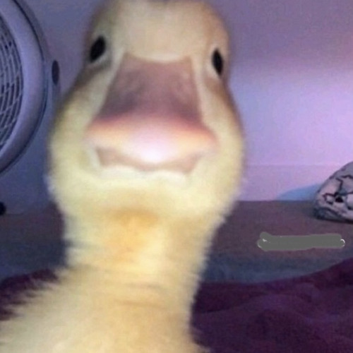 DUCTH FLYYY - [EJI & RIEL ASY'ARI]