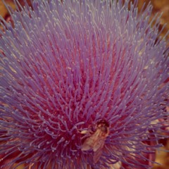 A dieci ore facevo l'amore (trad Ticino, Switzerland)