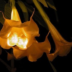 (tpc 369) Trumpets At Night