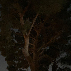 Mating calls of the Owl