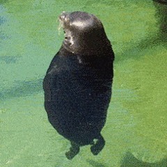 Seal (the real deal)