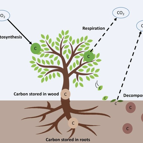 Stream Photosynthesis Biointeractive Animations Student Worksheet 