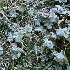 I can’t make you love me - cover