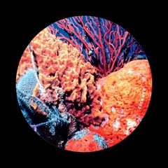 Who Killed Captain Alex?