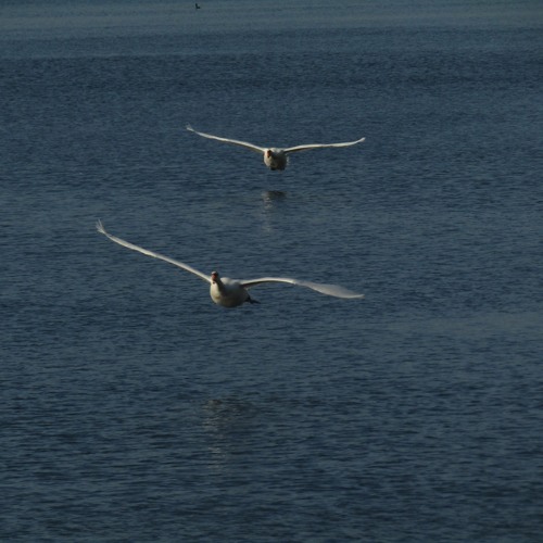 Vuelo