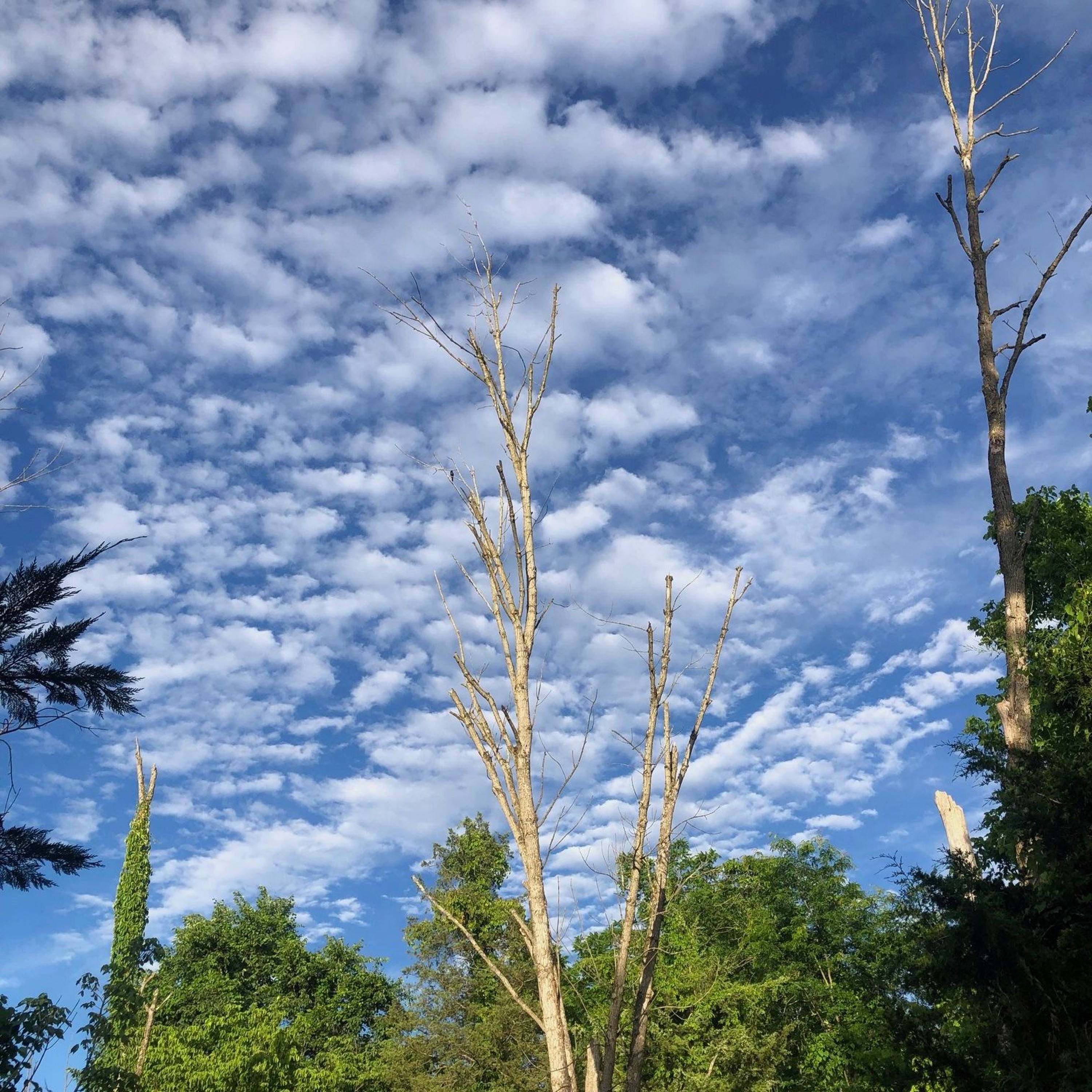 Coogi Ke Pukaar episode artwork