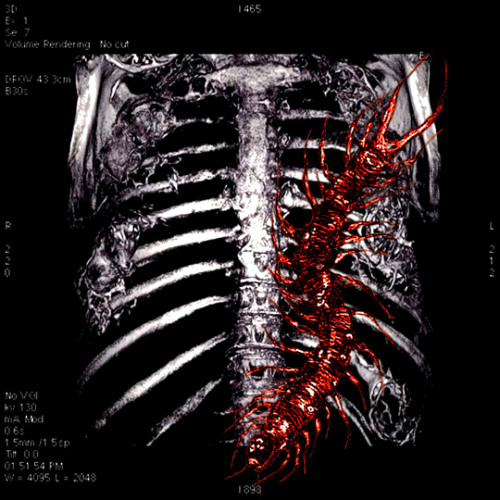 Reflections (lavendr)