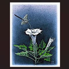 Datura