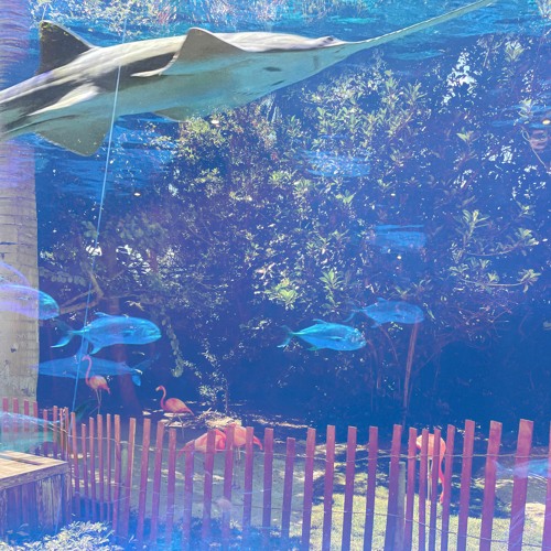 Stream Papaya by Weston Hills | Listen online for free on SoundCloud