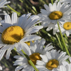 Daisy in a Retail Setting