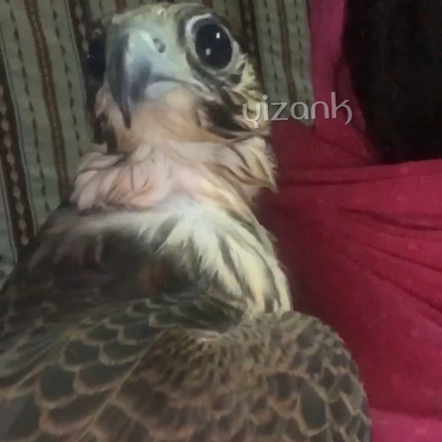 الشاعر مبارك آل شافي