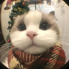 BASS DOWN LOW  Từng Từng Tứng  Tưng