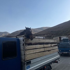 _toshkent