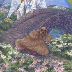 dog heaven