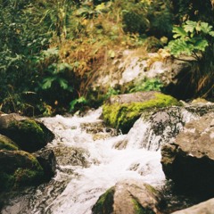 Jungle Form 22/11/25