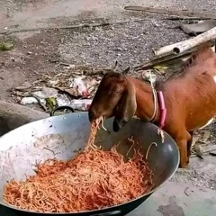 SUNDRESS (trashed demo)