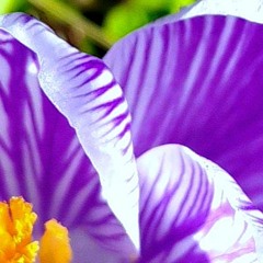 Waltz Of The Crocuses