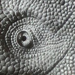 Dragon Eye