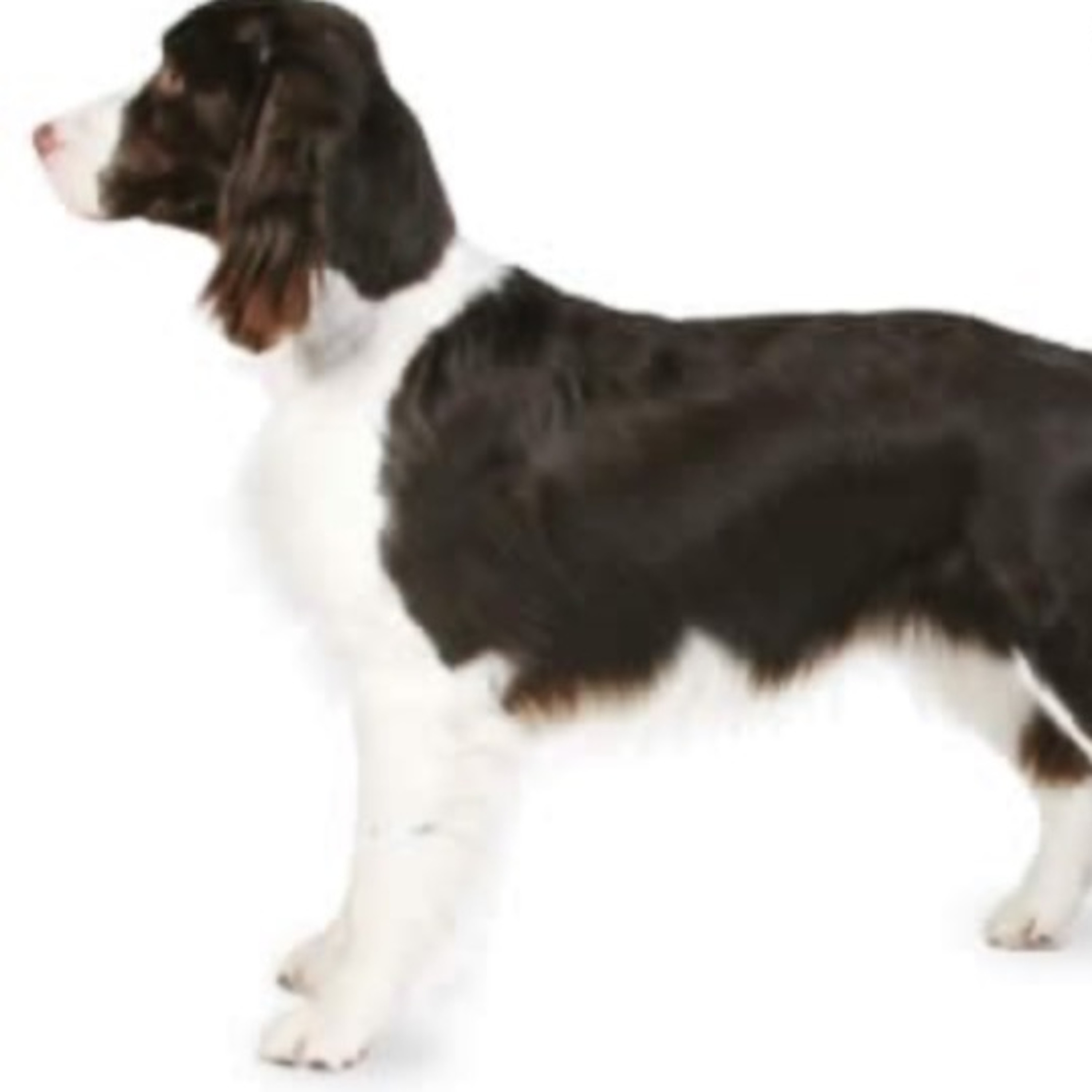 Episode 6: Springer Spaniels episode artwork