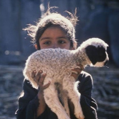 ياسليمان رعيان الغنم