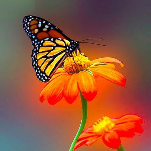 Style Flawa 🇵🇬💃🏾🧡