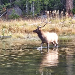 Elk Thunderheart Dream