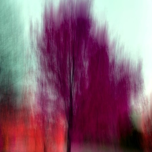 ~ quiet ::: naviar haiku 461