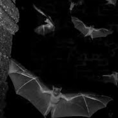 Justat - freestyle Chaos (Official Audio) Prod. bbitrim