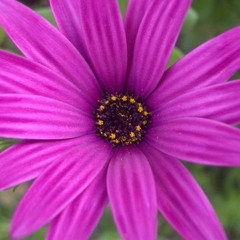 Canto De Los Flores