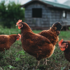 Chicken Coop Soup