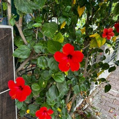 who can be loved in this world? (elvis dep cover)