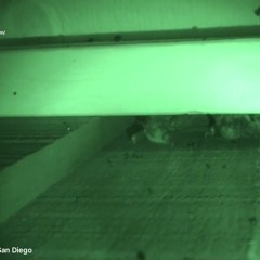 AAAC Wildlife Removal of San Diego - Bats In The Attic Removal San Diego