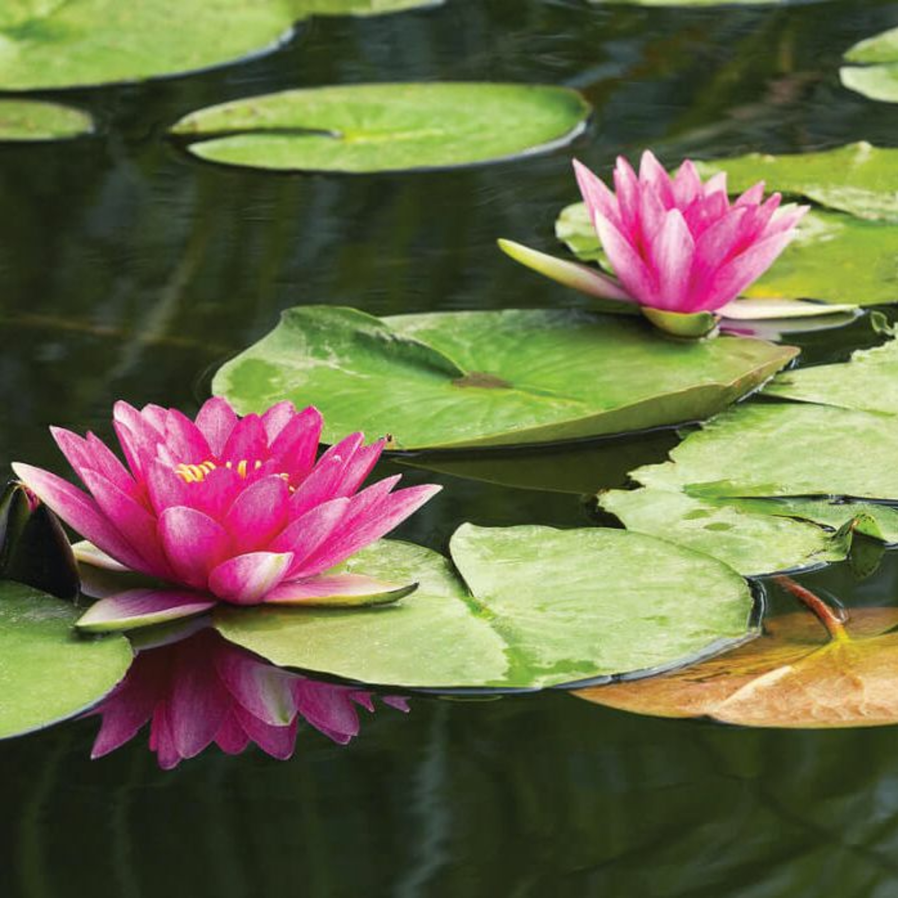 Reflection - Like the lotus - The Far East - August 2021 episode artwork