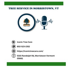 how-to-tell-if-a-tree-needs-to-be-removed-in-morristown-vt