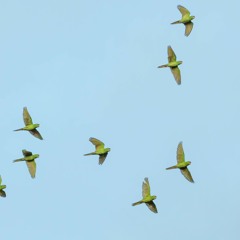 AND  THEN   I   CAME  TO  THE  BIRDS   --  2