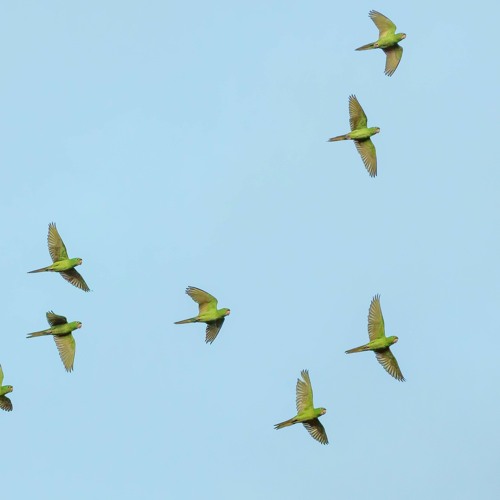 AND  THEN   I   CAME  TO  THE  BIRDS   --  2
