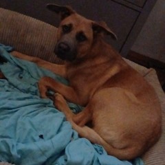 Screaming Silence.mp3