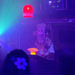 Stellwerk - Tanzsport Gala 2025