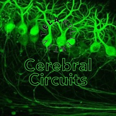 TELA Kollektiv | INVITES: Cerebral Circuits