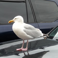 Lonely Rule (Disquiet0653)