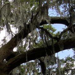 Asleep - Pluko (Cover by Lydia and Edison Fox)