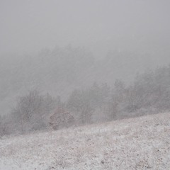 Snowy Meadows