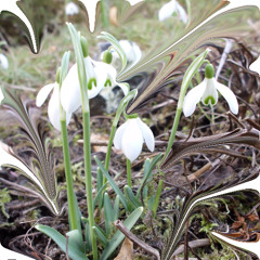 spring will come again